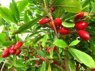 "La Baie du Miracle : L'Incroyable Histoire d'un Fruit au Passé Légalement Mystérieux"